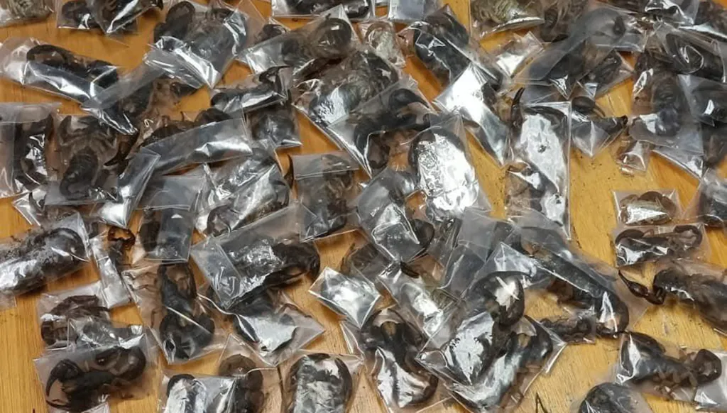 شرطة جنوب إفريقيا تُحبط محاولة لتهريب 150 عقرباً ساماً عبر المطار (صورة)