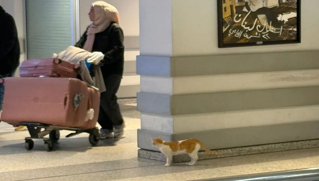 بالفيديو - هرّة في مطار بيروت