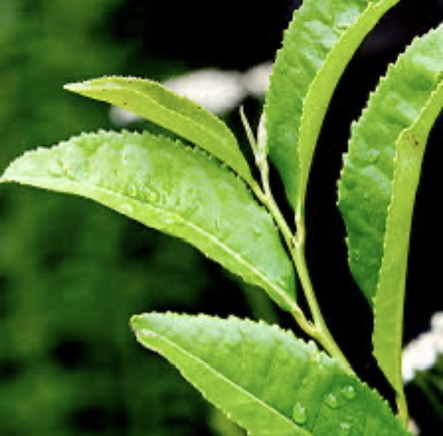 الشاي الأخضر (إنستغرام)