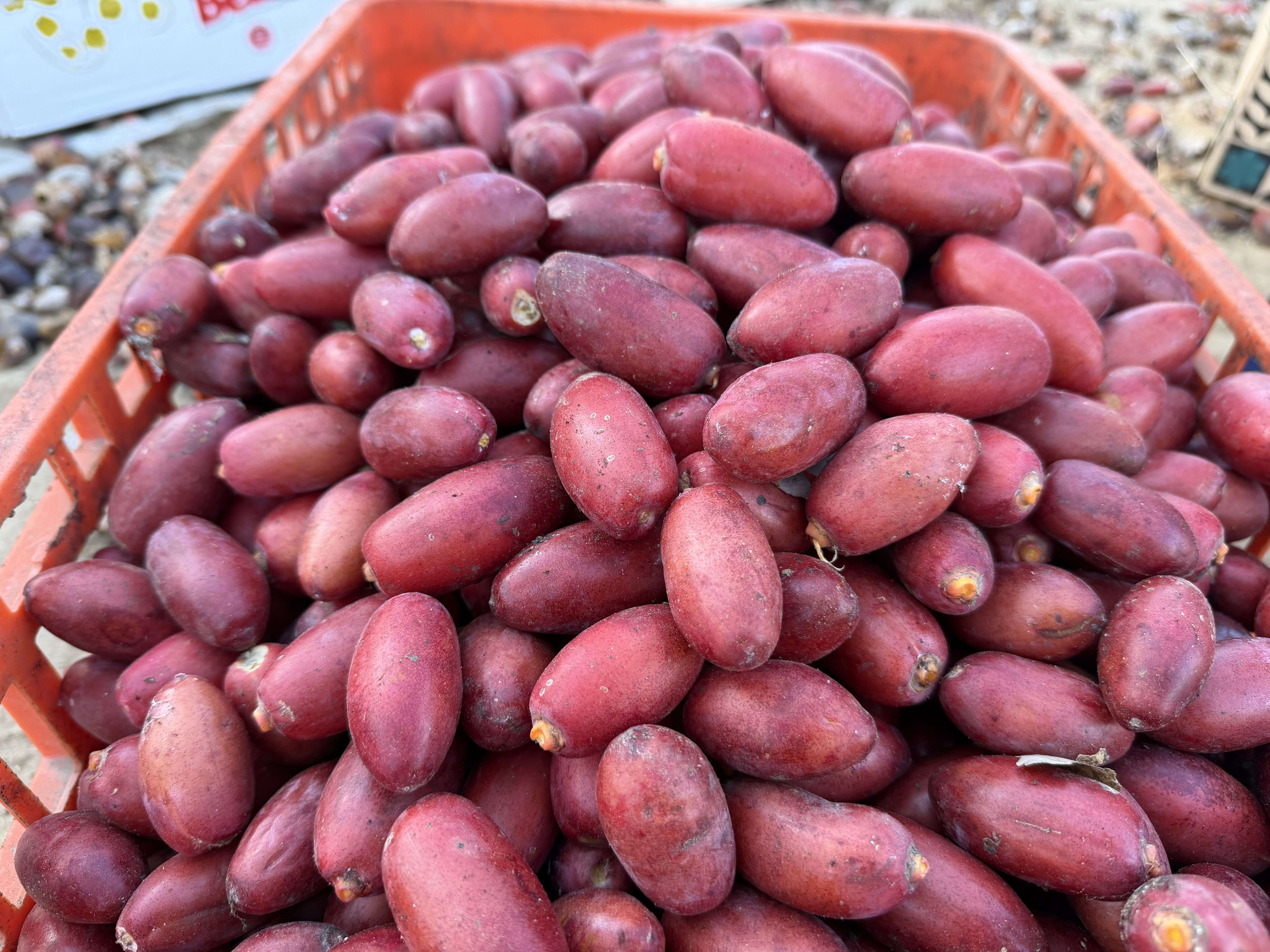 البلح الذي يعتمد عليه الكثير من سكّان غزّة لتأمين المدخول.
