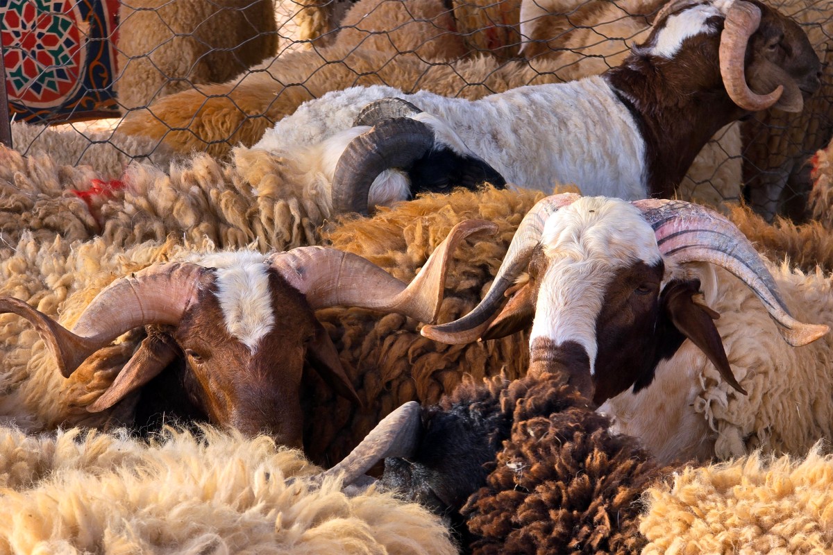 وفرة الأغنام في بعض البلدان وغلاء في معظمها (أ ف ب)