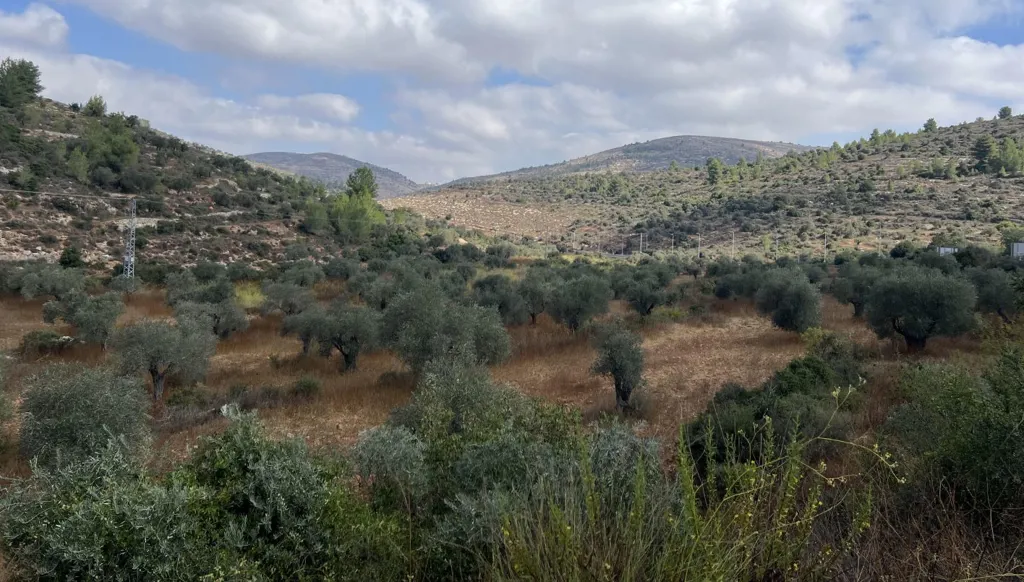 زيتون فلسطين: موسم قطاف بالدم!
