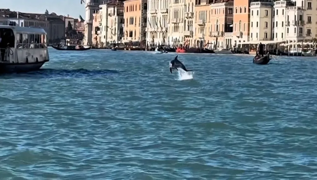 الدلفين "ميمو" يُبهج سياح البندقية ويُقلق الخبراء (فيديو)