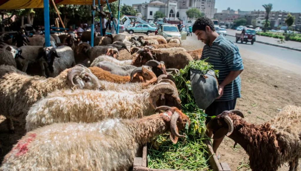 الأضاحي تنعش اقتصاد الدول الإسلامية