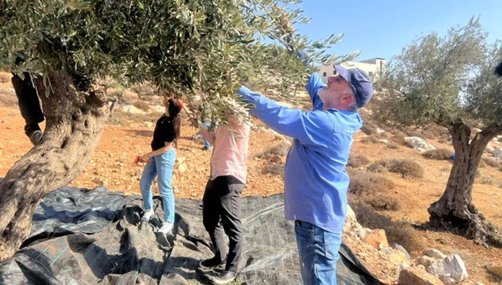 الطيبة تواجه عنف المستوطنين... قطاف الزيتون بحماية ديبلوماسية!