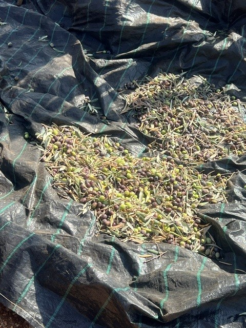 جانب من الزيتون الذي قطفه أهالي الطيبة. (النهار)