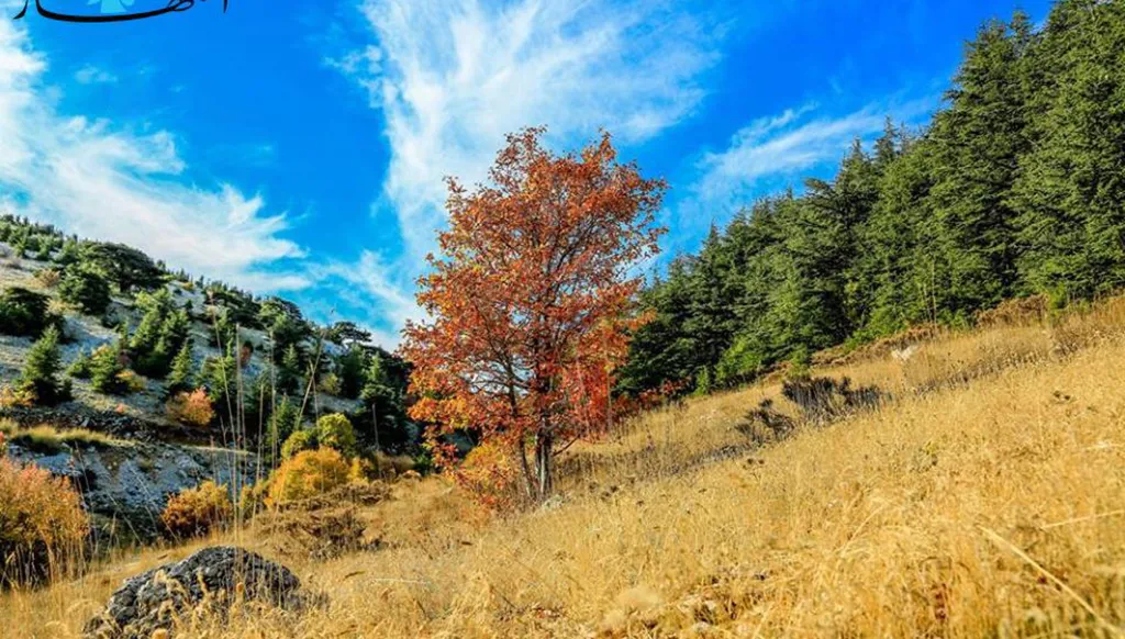 لبنان- محمية أرز الشوف على القائمة الخضراء من جديد