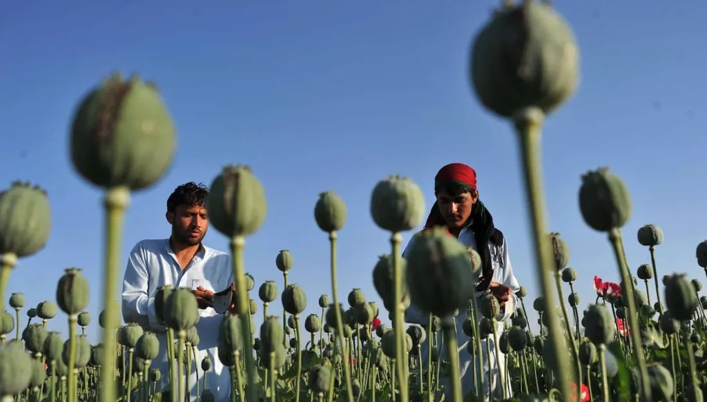 برنامج سرّي للحد من الهيرويين... واشنطن زرعت "أفيوناً بلا مخدر" في أفغانستان!