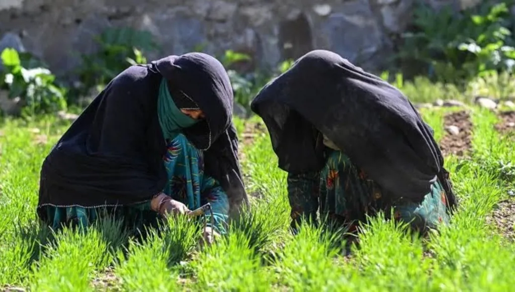 أزمات الأسمدة والأمن الغذائي: أفريقيا وآسيا تدفعان ثمناً باهظاً لحرب إيران