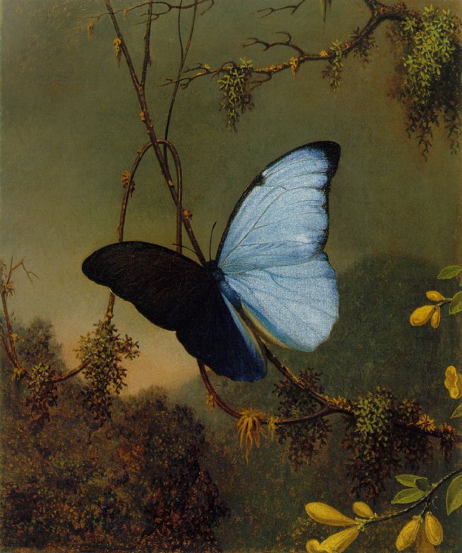 لوحة "فراشة المورفو الزرقاء" (Blue Morpho Butterfly) (متحف كريستال بريدجز للفن الأميركي)