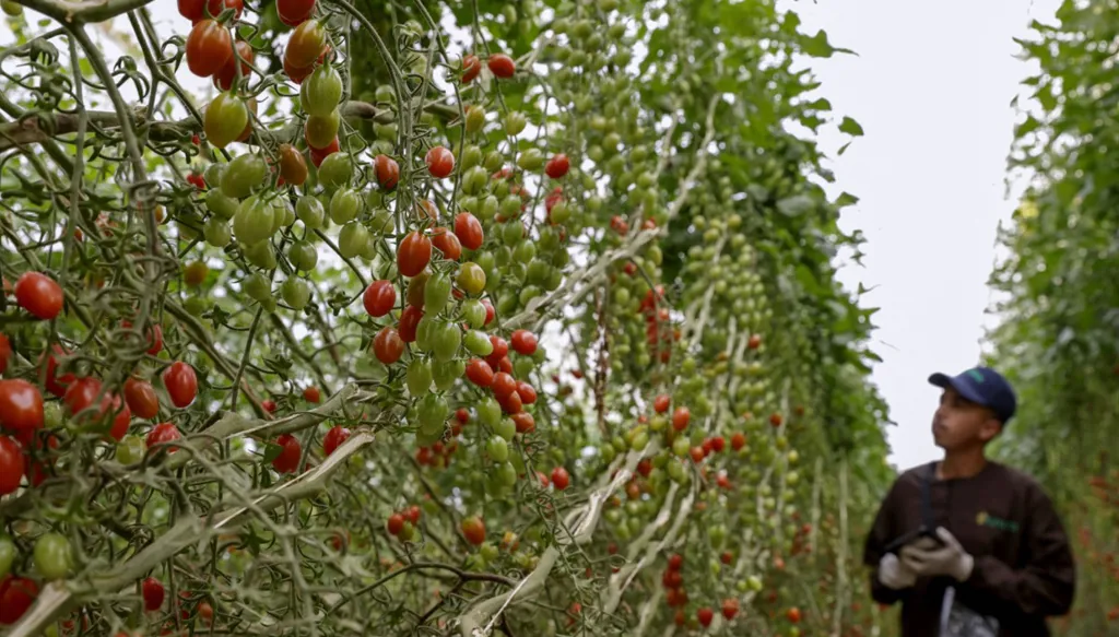 بديل إستراتيجي... مياه المحيط الأطلسي المحلاة تُنقذ الزراعة جنوب المغرب
