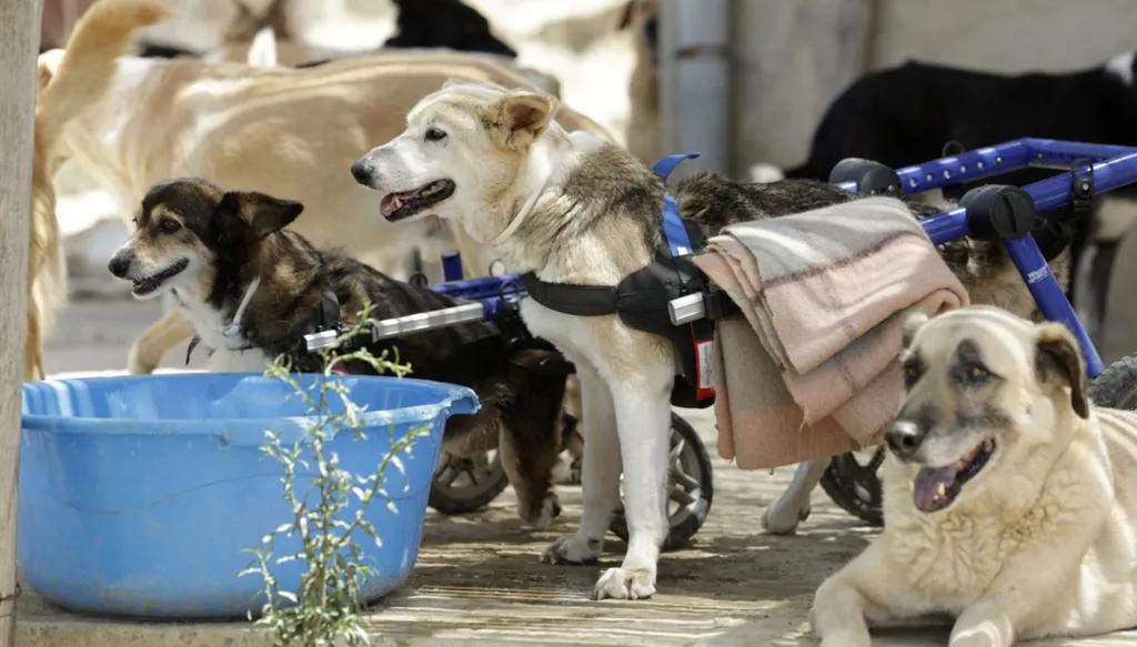 ضغوط لتعقيم الكلاب الضالة بدل قتلها في المغرب ‏