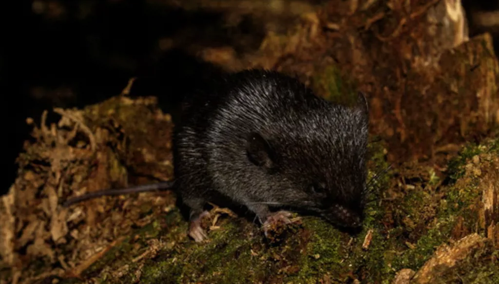 فأر برمائي في البيرو يثير دهشة المكتشفين