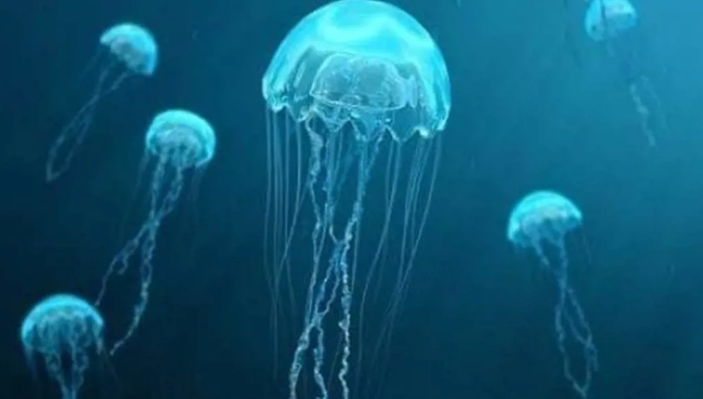 بالصور… قناديل بحر "نادرة" تغزو شواطئ تكساس!