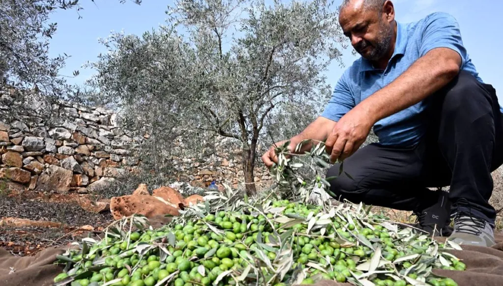جنوب لبنان: حتى أشجار الزيتون باتت لها حدود