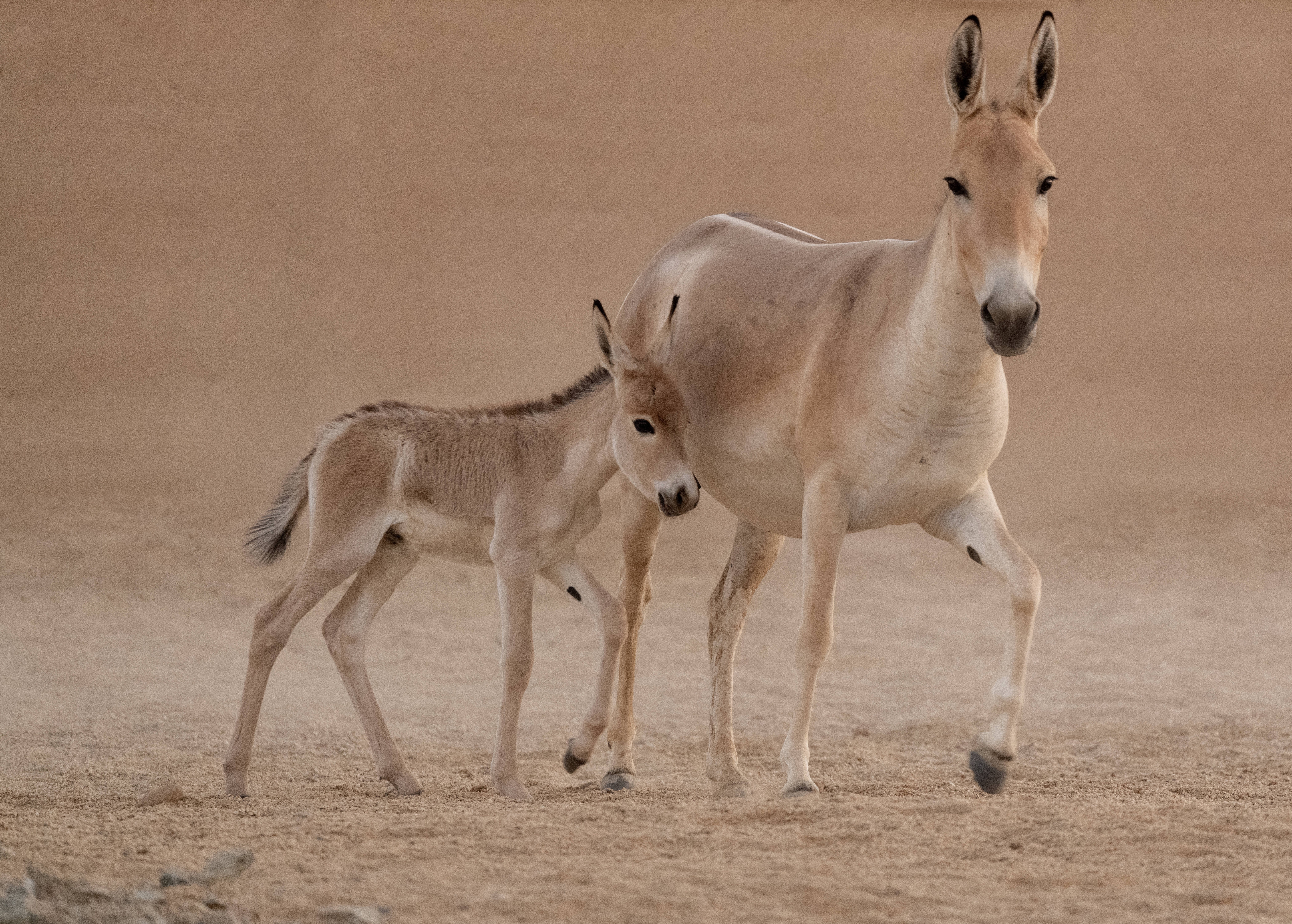 مُهر الأوناغر يخطو خطواته الأولى (تصوير: ديفيد تشانسلور).