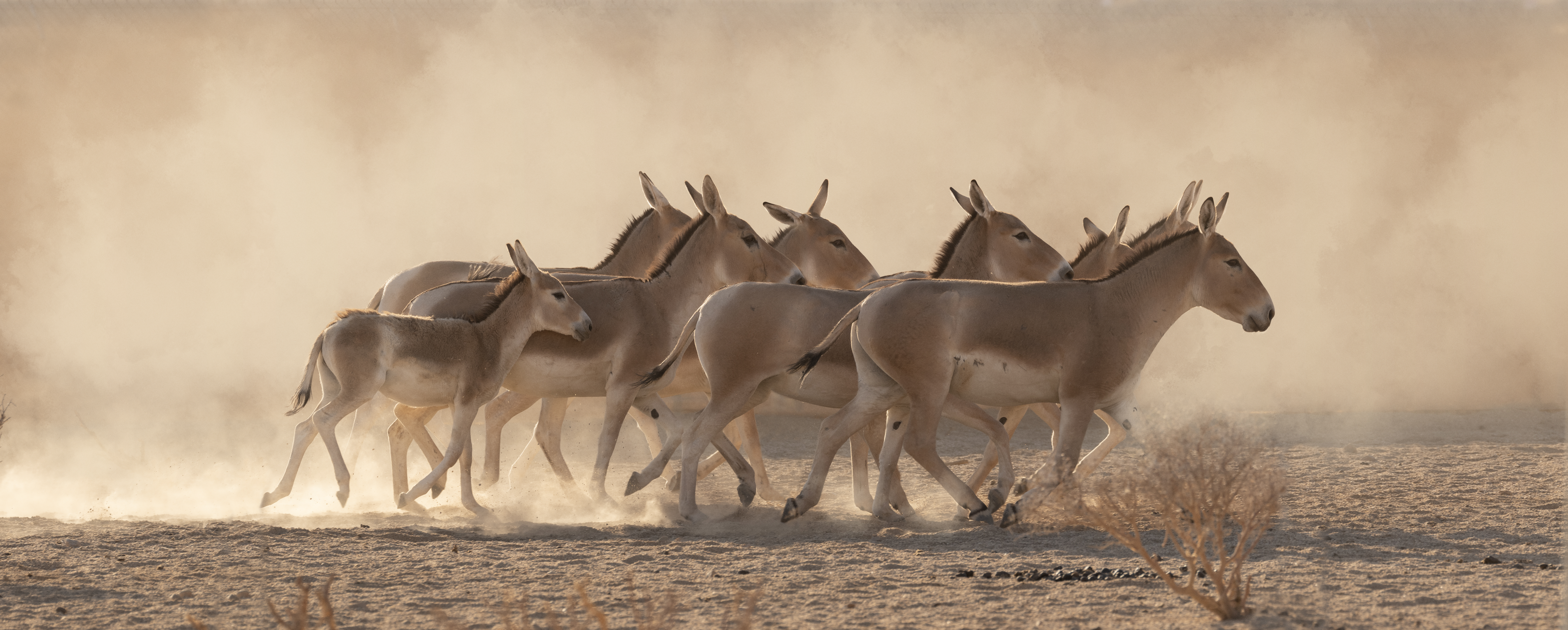 قطيع الأوناغر (تصوير: ديفيد تشانسلور).