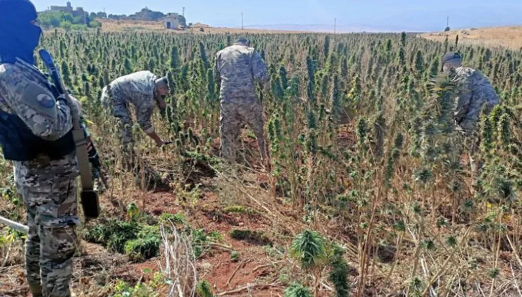 الجيش اللبناني يتلف حوالي 60 دنماً من حشيشة الكيف المزروعة في بعلبك