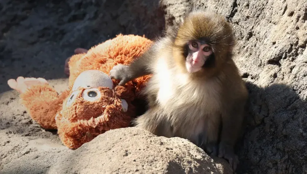 القرد بانش (أ ف ب).