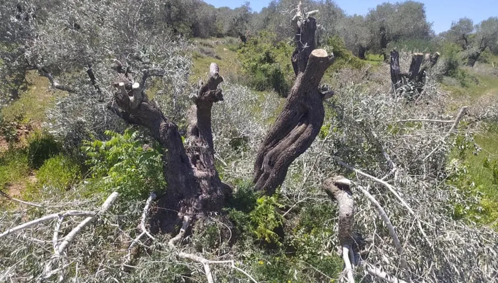 قطع أشجار الزيتون في رام الله (وفا)