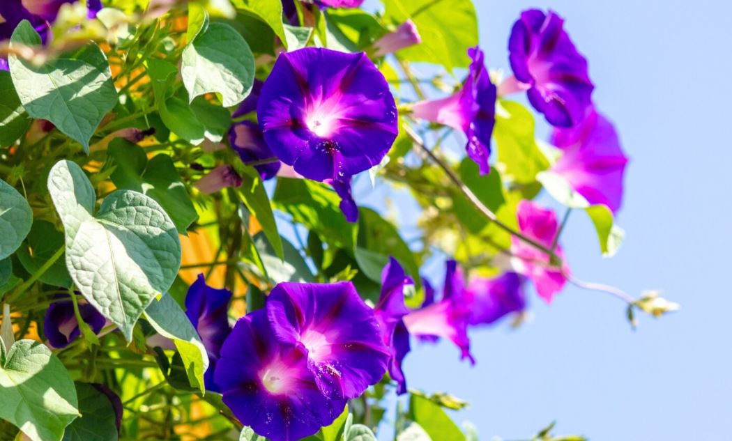 زهرة مجد الصباح لمواليد شهر سبتمبر (انترنت)