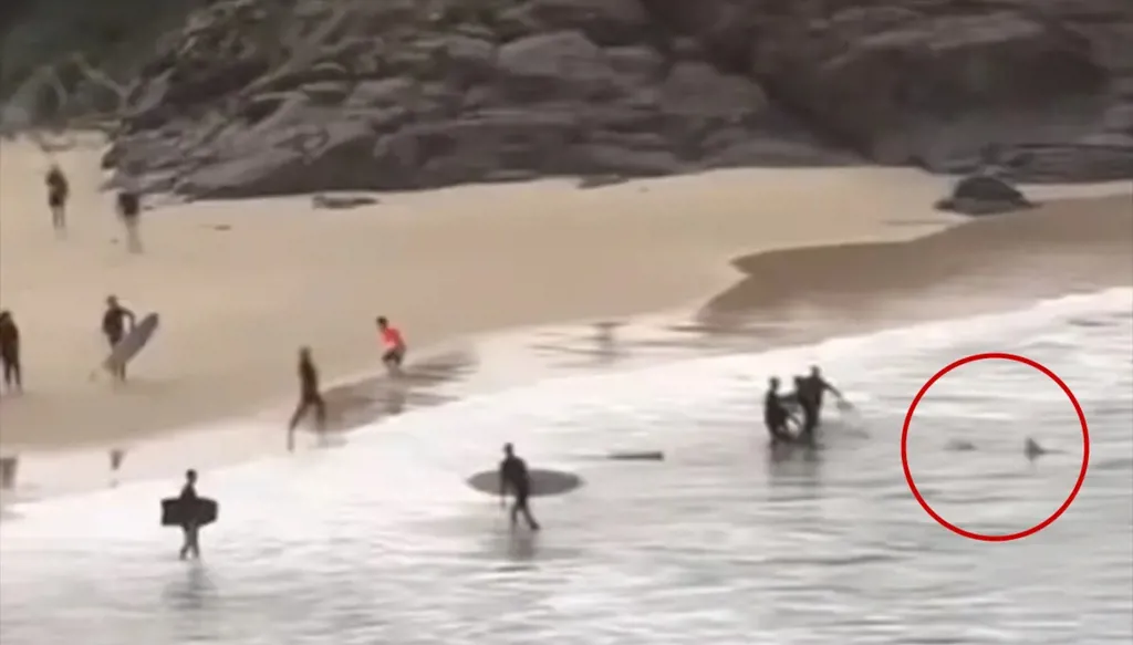 رجل شجاع ينقض على سمكة قرش هاجمت مراهقاً (فيديو)