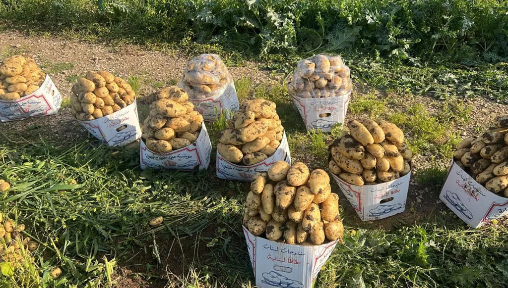 نداء مزارعي عكار: 50 ألف طن فائض عن حاجة السوق تحتاج إلى تصدير خلال 10 أيام قبل ذروة الإنتاج