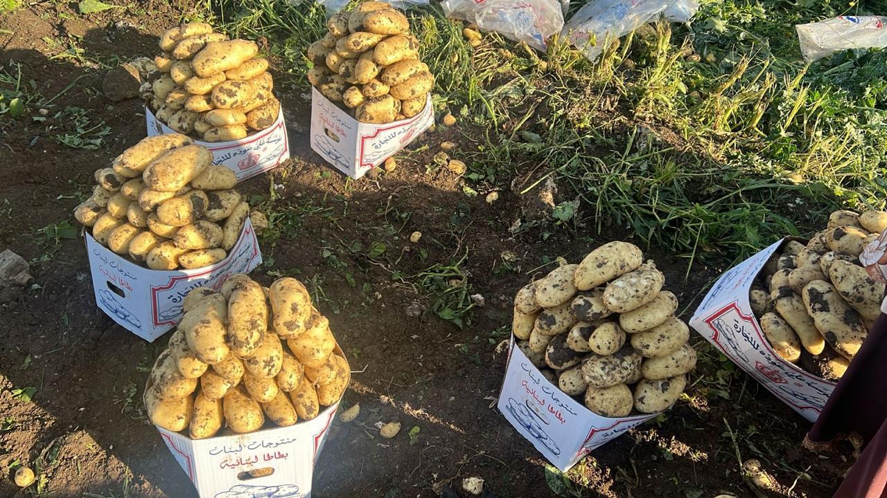 صناديق البطاطا في عكار (مزارعو البطاطا في عكار)