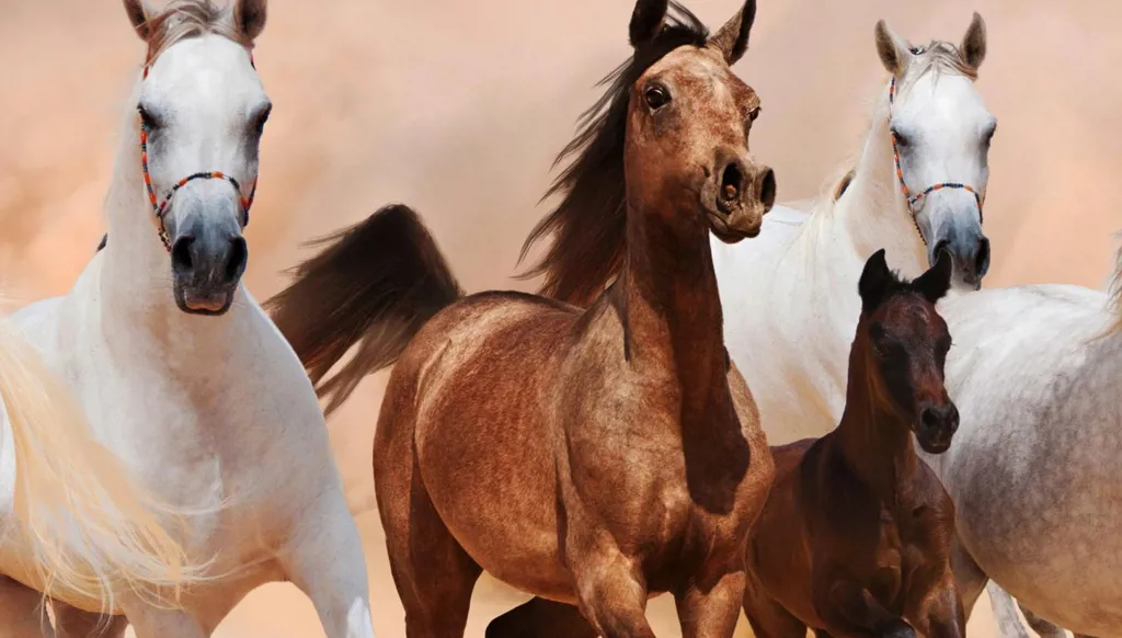 العلاج بالخيل يساعد المصابين بالشلل الدماغي والتوحّد