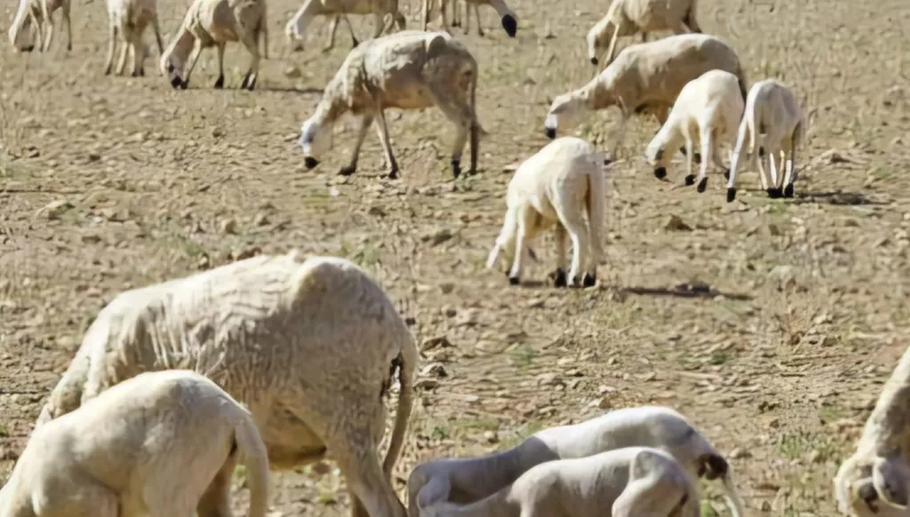 الجفاف يحرم المغاربة من أضاحي العيد... بين إيجابيات الدعوة الملكيّة وتعويض المتضرّرين