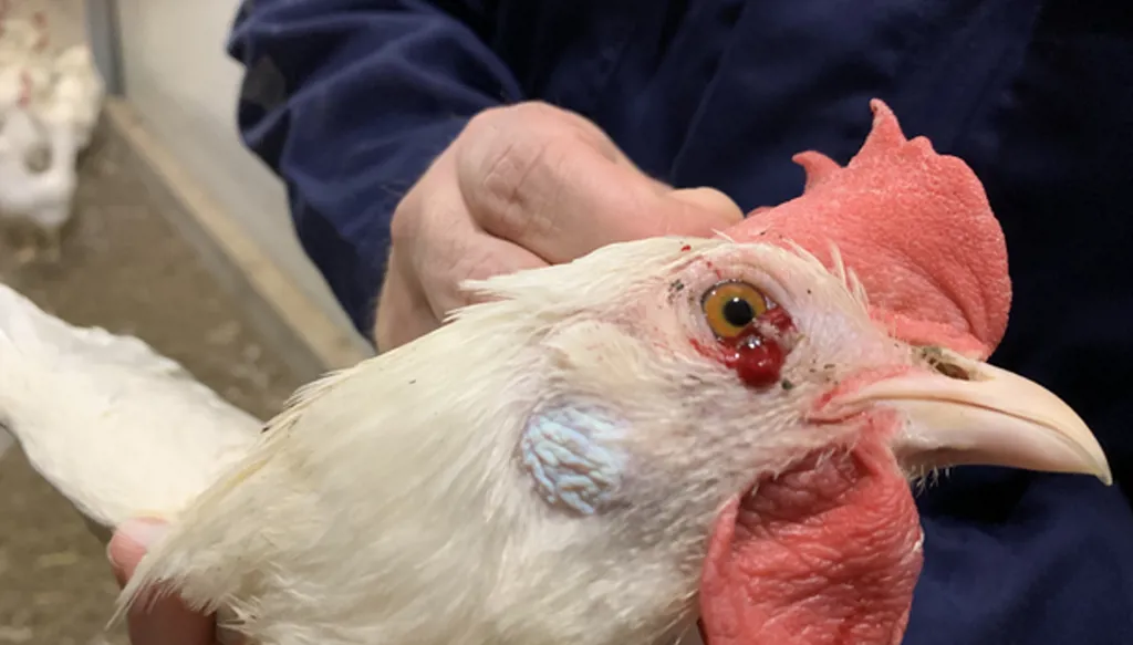 ما حقيقة انتشار مرض مميت بين الدواجن في سوريا؟