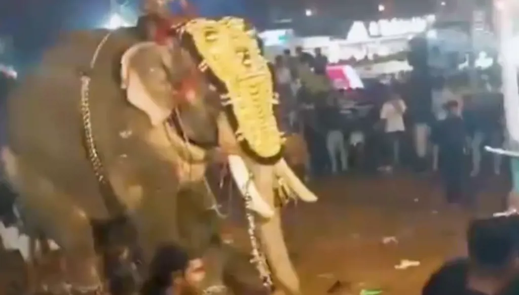 إصابة العشرات بهجوم فيل على حشد في الهند (فيديو)
