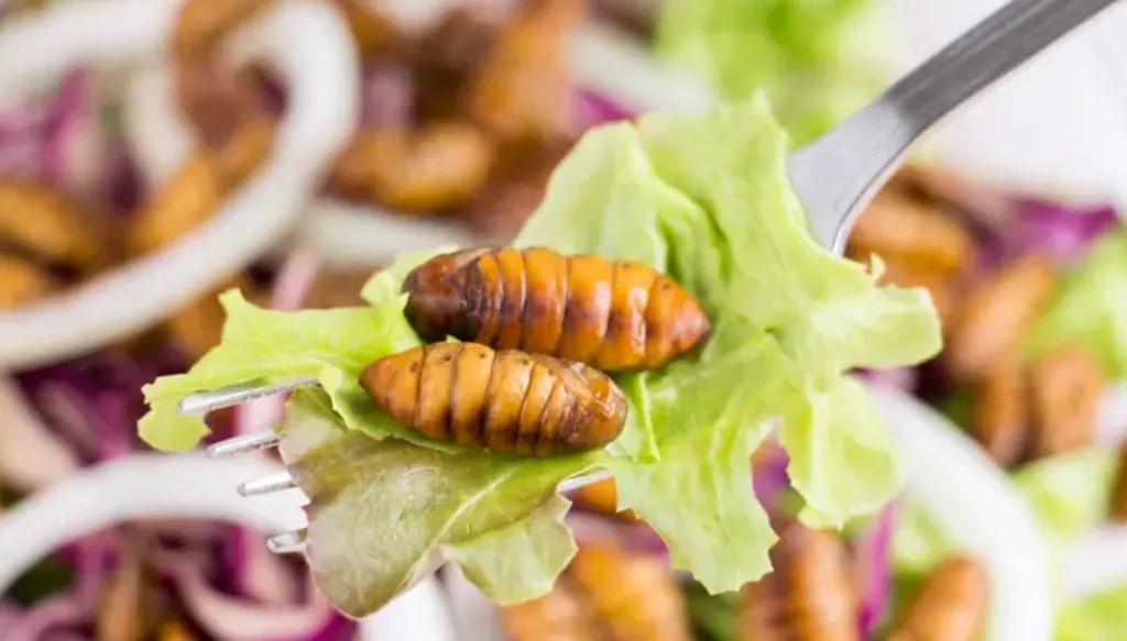 الاتحاد الأوروبي يدرج يرقة الخنفساء الغنية بالبروتينات في جميع مكونات الأغذية