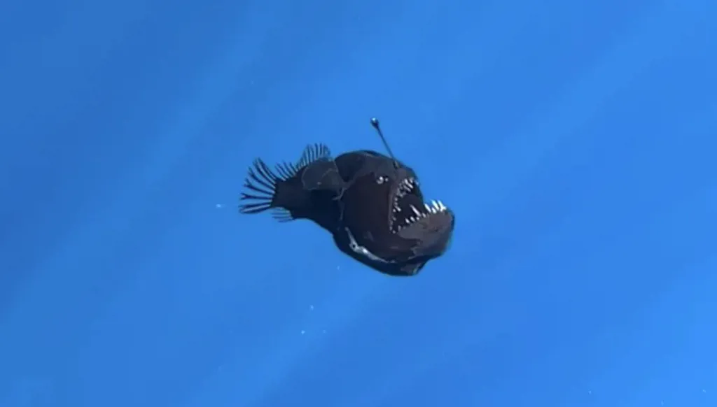 سمكة الشيطان الأسود تثير الرعب والدهشة