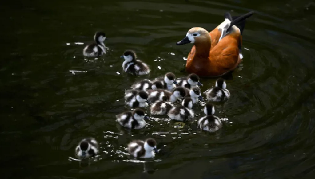 نشطاء حقوق الحيوان لدونالد ترامب جونيور: من قتل البطة الحمراء؟