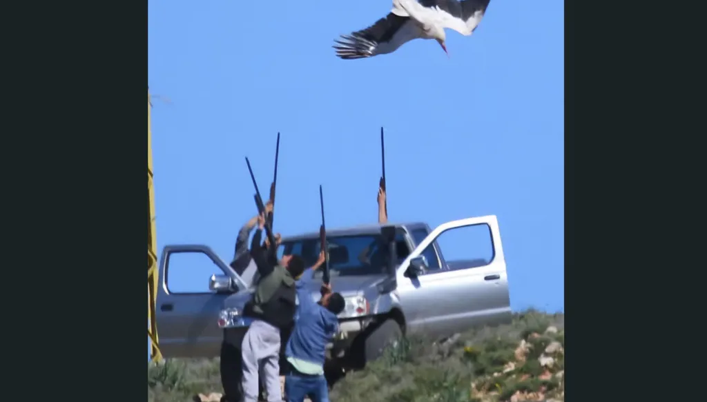 مجزرة الطيور المهاجرة تتجدّد في لبنان... مئات "الصيادين" يتبارون في إبادتها (صور وفيديو)