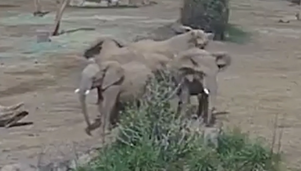 بالفيديو- فيلة تحمي صغارها من زلزال كاليفورنيا