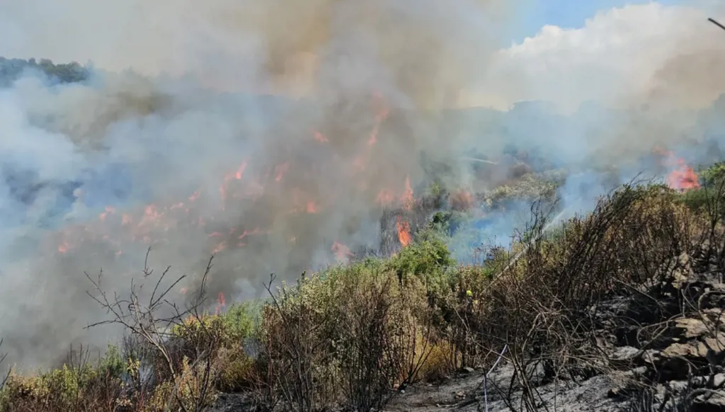 في ظل الطقس الجاف... "لاري" تحذّر من خطر الحرائق في الأحراج اللبنانية