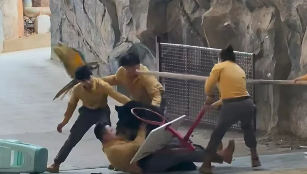 بالفيديو- دب أسود يهجم على حارسه "فجأة" خلال عرض في حديقة حيوانات