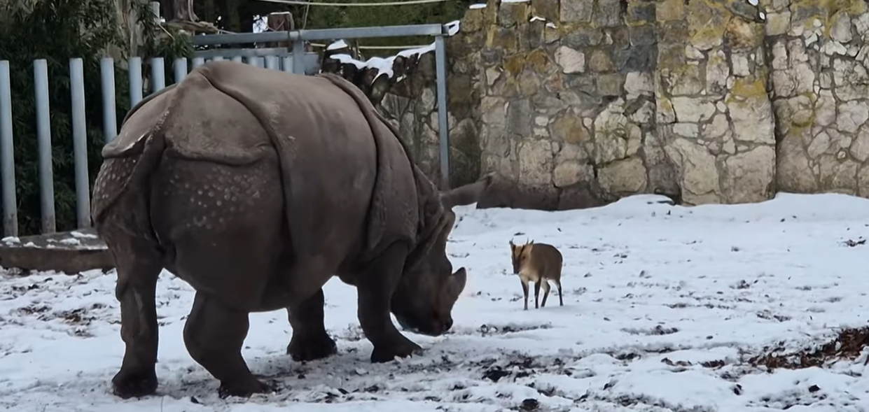 غزال المونتجاك الصغير يتحدّى وحيد القرن الضخم 
