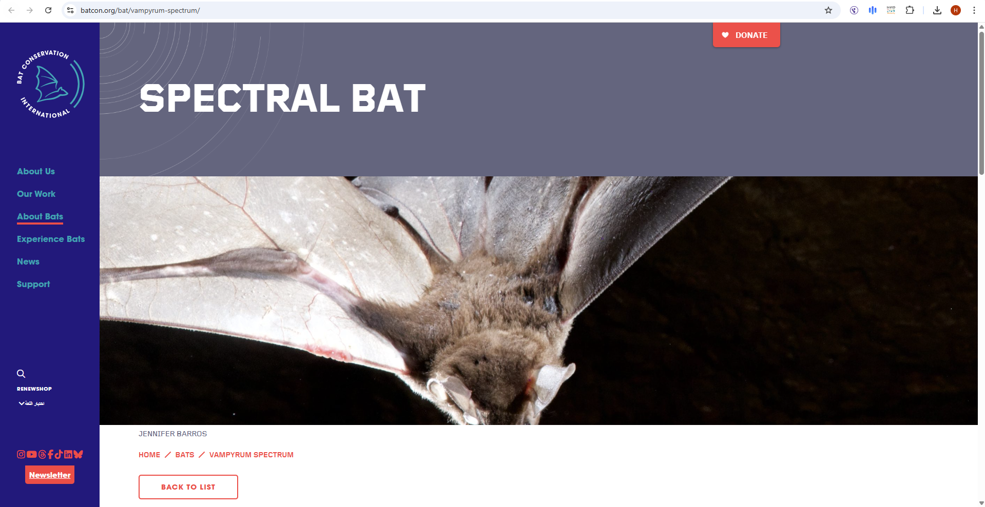 صورة للخفاش الطيفي (batcon.org)
