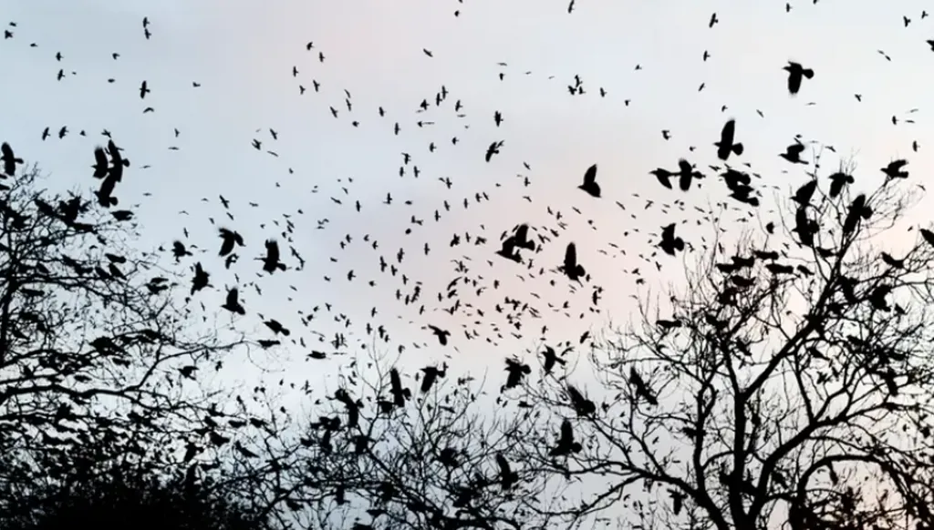 أسراب الغربان تغزو سماء تل أبيب… هل هي ظاهرة طبيعية أم نذير شؤم؟