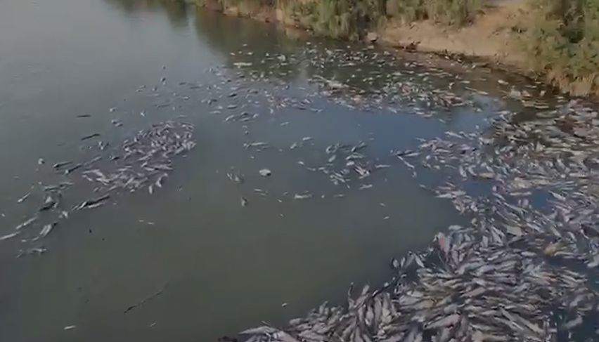 نفوق أعداد كبيرة من الأسماك في المجر الكبير بميسان (صورة من مقطع فيديو).