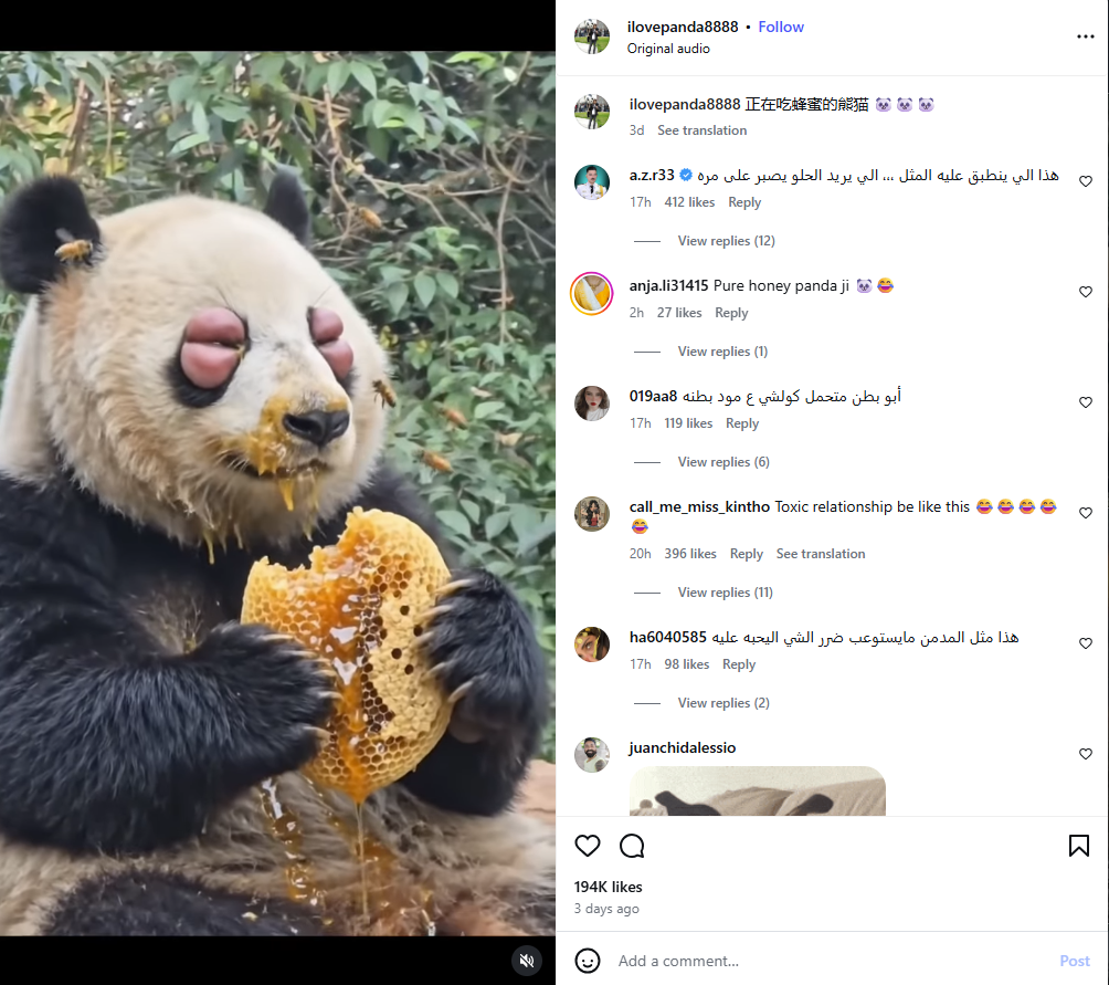 لقطة من الفيديو المنشور في حساب ilovepanda8888@ في انستغرام في 9 آب 2026