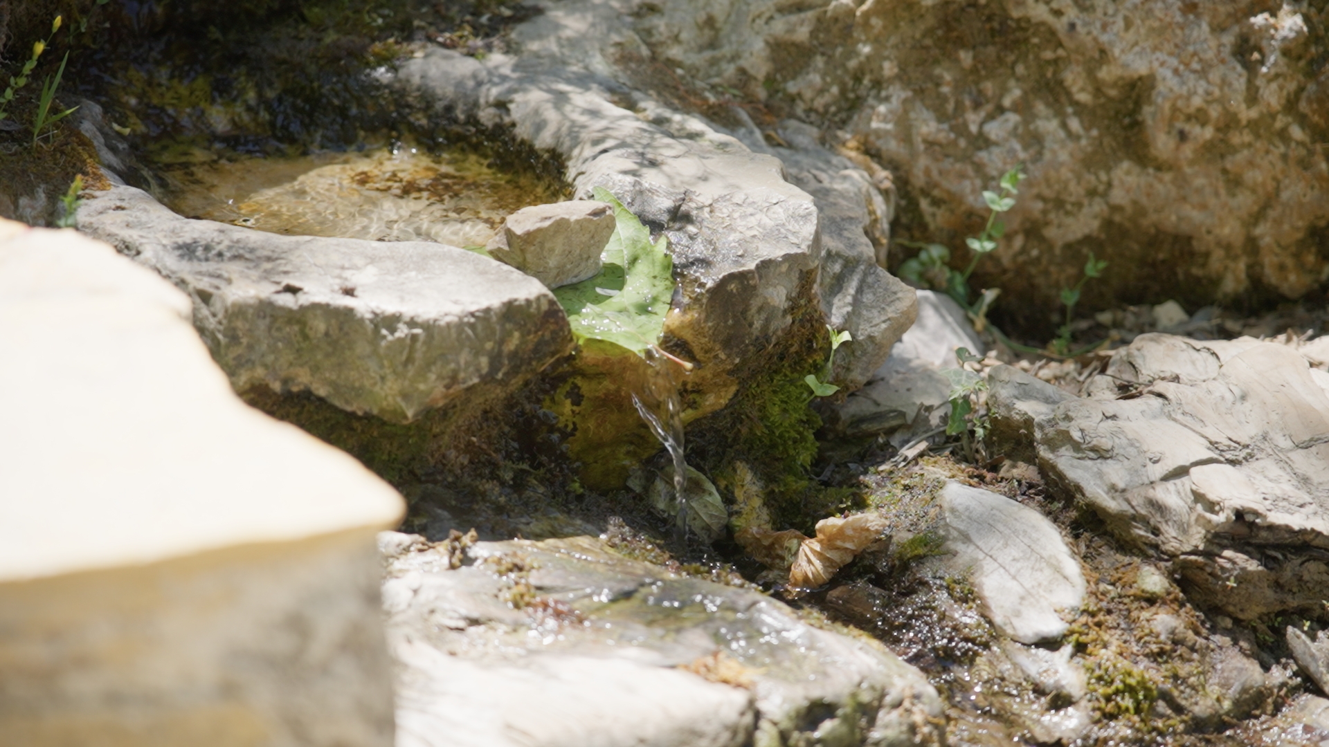 محمية حرج إهدن (النهار)