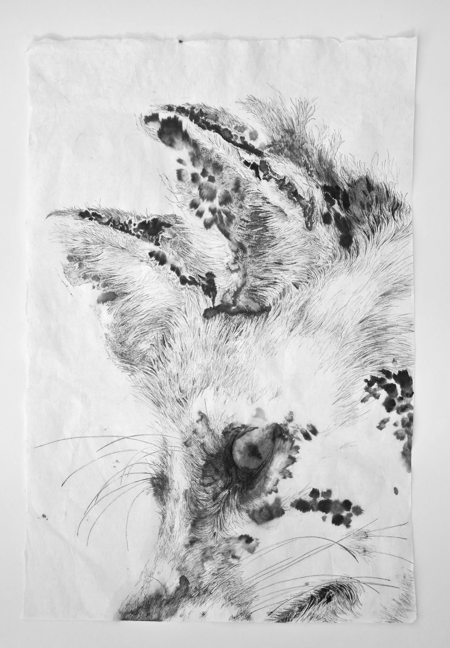 “ثعلب الأمير الصغير“ للفرنسي الفيتنامي فلوريان سونغ.