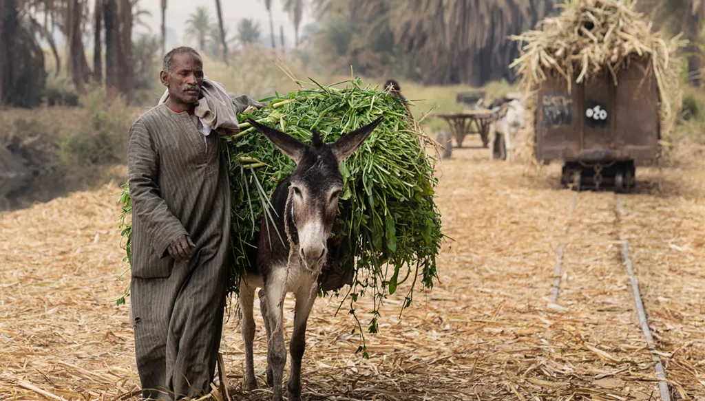 تأثير تغيّر المناخ على الزراعة في مصر... محاصيل تنمو وأخرى تخبو