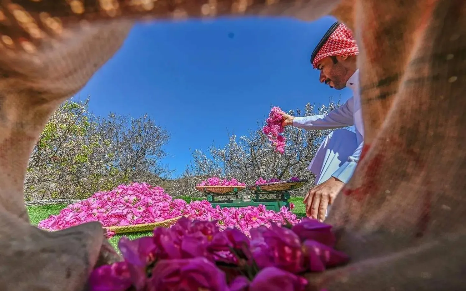 الطائف تشتهر بإنتاج الورود بكميات تصل إلى مليون وردة سنوياً (واس)