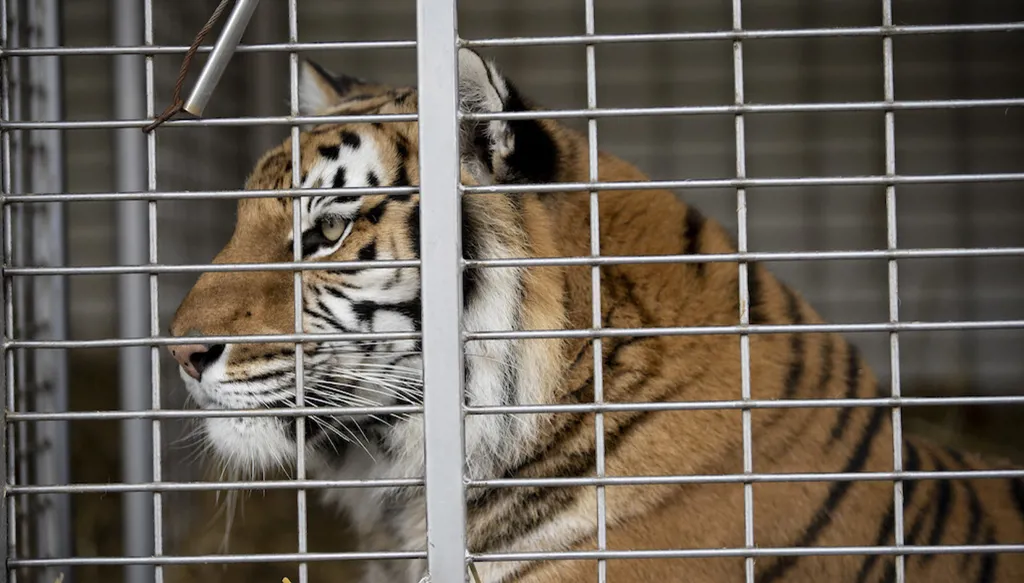 بالفيديو... اكتشاف حديقة حيوانات "سرية" تضم 56 نوعاً نادراً