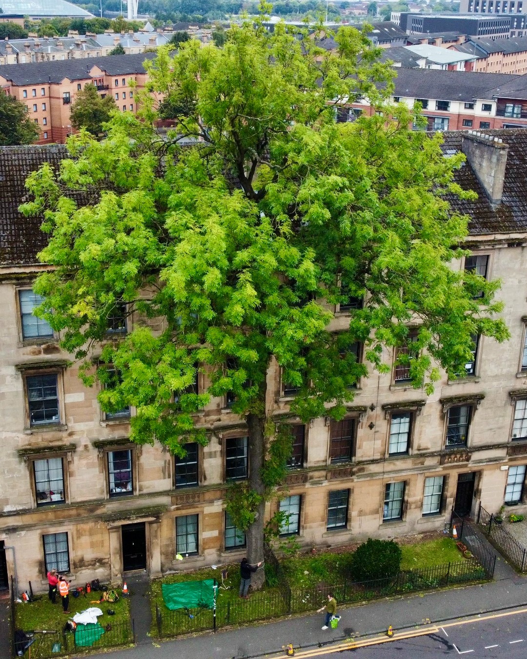 شجرة العام البريطانية 2025 (انستغرام)